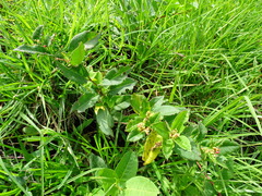 Muehlenbeckia tamnifolia