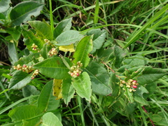 Muehlenbeckia tamnifolia