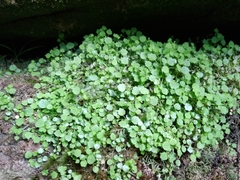 Wimmerella pygmaea