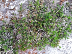 Erica depressa