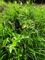 Muehlenbeckia tamnifolia