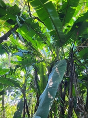 Musa ornata