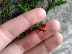 Erica depressa
