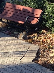 Sciurus carolinensis