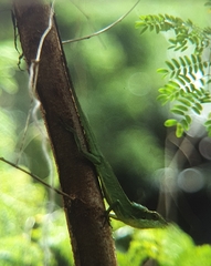 Bronchocela