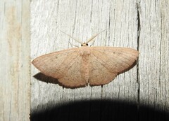 Cyclophora obstataria