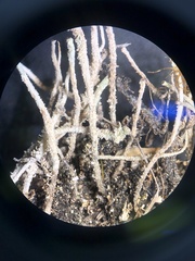 Cladonia verruculosa