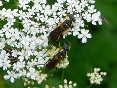Macrophya montana