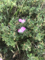 Ononis spinosa