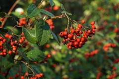 Cotoneaster coriaceus
