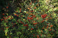 Cotoneaster coriaceus