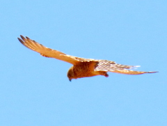 Falco rupicoloides
