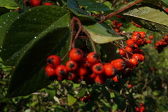Cotoneaster coriaceus