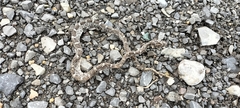 Pantherophis emoryi