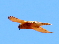 Falco rupicoloides