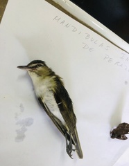 Vireo olivaceus