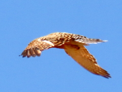 Falco rupicoloides
