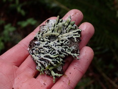 Hypogymnia enteromorpha