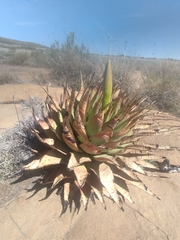 Aloe broomii