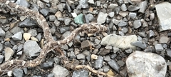 Pantherophis emoryi