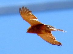 Falco rupicoloides
