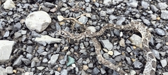 Pantherophis emoryi