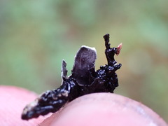 Hypogymnia enteromorpha