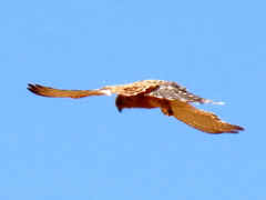 Falco rupicoloides