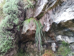 Trachyandra tabularis