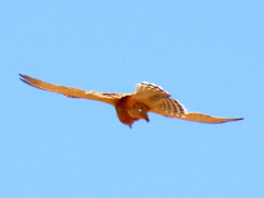 Falco rupicoloides