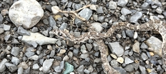 Pantherophis emoryi
