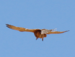 Falco rupicoloides