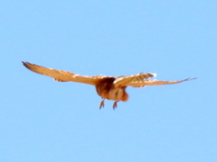 Falco rupicoloides