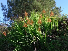 Chasmanthe floribunda