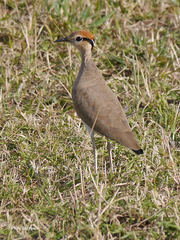 Cursorius temminckii