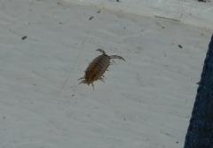 Porcellionides sexfasciatus