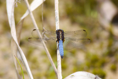 Orthetrum glaucum