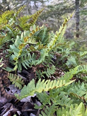 Polypodium