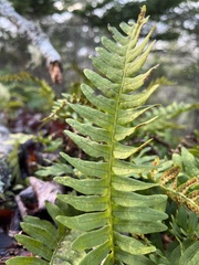 Polypodium