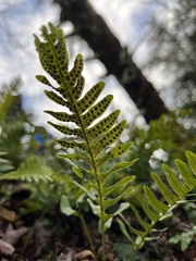 Polypodium