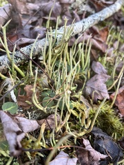 Cladonia maxima