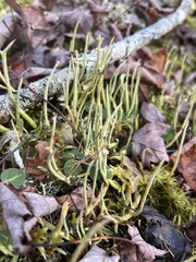 Cladonia maxima