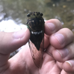 Cicadoidea