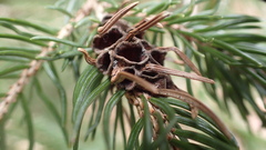 Adelges abietis