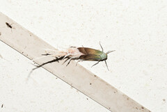 Pterodictya reticularis