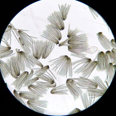 Cryptocoryneum