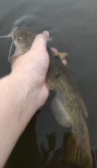 Ameiurus platycephalus