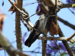 Eupetomena cirrochloris