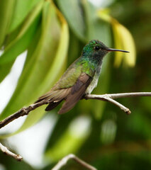 Chrysuronia versicolor