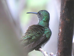 Chrysuronia leucogaster